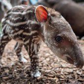 Tapir auf Expedition durchs Gehege