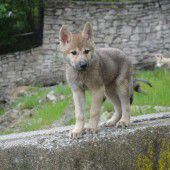 Kleiner Wolf auf der Pirsch