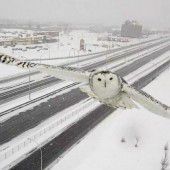 Mayestätischer Flug