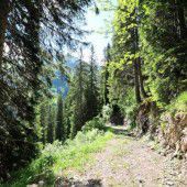 Jeder zweite Baum schützt vor Lawinen