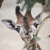 Niedliche Baby-Giraffe