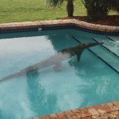 Ungebetener Gast im Swimmingpool