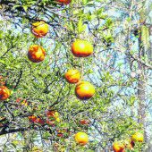 Orangen vom Baum pflücken
