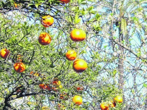 Im Frühling hängen bereits die Früchte am Baum.
