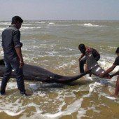 Dutzende Grindwale vor Indien gestrandet