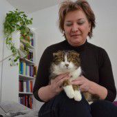 Faltohrkatze Ella hat ein neues Zuhause