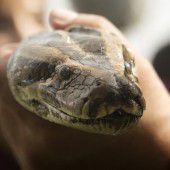 Python beißt bei Touristin zu