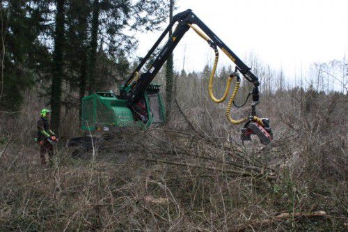 40.000 Festmeter Eschenholz müssen am Feldkircher Illspitz gefällt und verwertet werden.