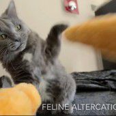 Festivaljury prämiert das beste Katzenvideo