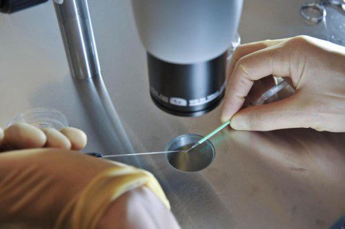 Bis zu sieben Tage alt dürfen Embryonen für Tests sein.  