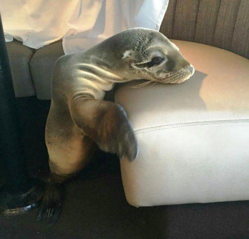 Der kleine Seelöwe wird jetzt aufgepäppelt und soll dann ausgewildert werden.