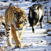 Tiger und Ziege vorerst getrennt
