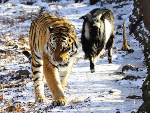 Die Tiere haben sich wochenlang friedlich ein Gehege geteilt.