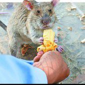 In Kambodscha gehen Ratten auf Minensuche