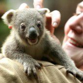 Knopfäugige Australierin