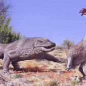 Mensch hat Mitschuld am Aussterben australischer Mega-Vögel