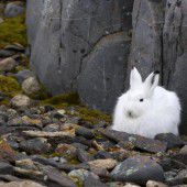 Kinderferiennachmittag: Wildtiere im Winter