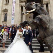 Hochzeit mit riesigem Ehrengast