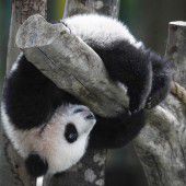 Verspielter kleiner Panda