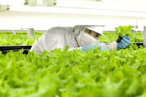 Künftig sollen Roboter Salate bewässern und ernten.