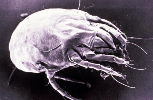 Mehr als 500 verschiedene Arten von Insekten, Spinnen, Milben und an-deren Tierchen haben US-Forscher in Haushalten ausfindig gemacht.