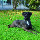 Vier Hunde brauchen liebevolle Menschen