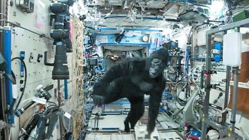 US-Astronaut Scott Kelly sauste als Gorilla verkleidet durch die Raumstation ISS.
