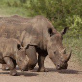 Südafrika bekämpft  Wilderer mit Drohnen