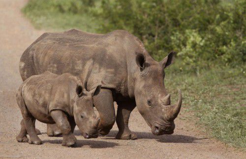Vergangenes Jahr wurden in Südafrika 1175 Nashörner getötet.