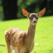 Gemeinsam für Vieh und Wild