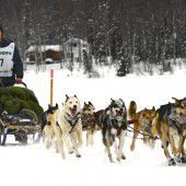 Hundeschlitten fahren heuer auf Kunstschnee