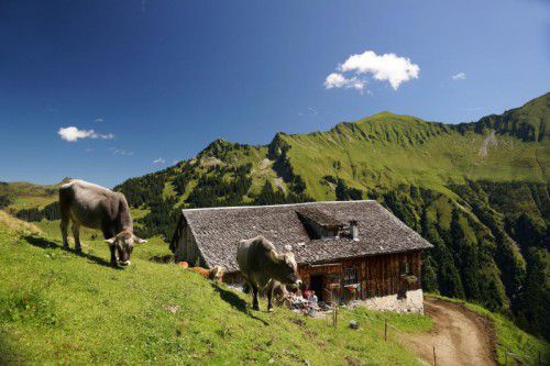 Alpen-Idylle. Einige Bauern überlegen, ob sie wegen der TBC-Gefahr ihr Vieh in die Berge schicken sollen.