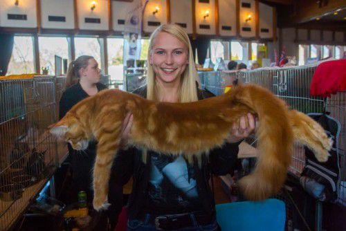 Auch Lilia aus Hörbranz zeigte im Rahmen der Ausstellung ganz stolz ihren prächtigen Schmusetiger her.