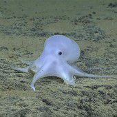 Neue Oktopus-Art entdeckt