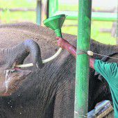 Elephant Transit Home