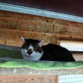 Das Tierheim als Endstation