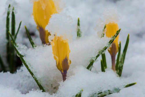 Die Frühlingsblumen müssen derzeit leiden.