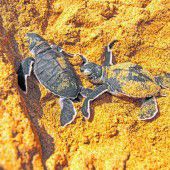 Schildkröten sind vom Aussterben bedroht