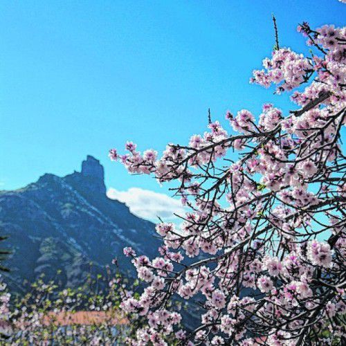 Ein Traum: Mandelblüte auf Gran Canaria.