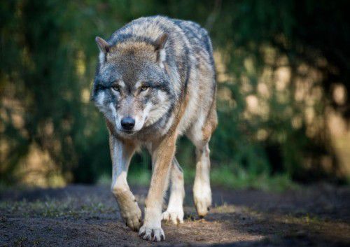 Wölfe sind Wanderer. Gewöhnlich meiden sie menschliche Siedlungen. DPA