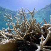 Mehr als 30 Grad Meerestemperatur setzen dem Great Barrier Reef zu