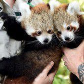 Panda-Zwillinge