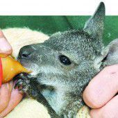 Känguru-Baby wird aufgepäppelt