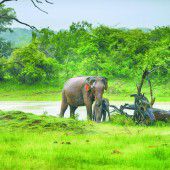 Sri Lanka: Safari im Indischen Ozean