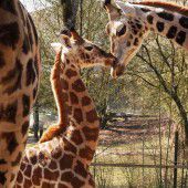Giraffennachwuchs im Zoo Schmiding