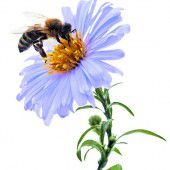 Bienensaison