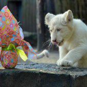 Kulinarische Ostern auch bei den Löwen