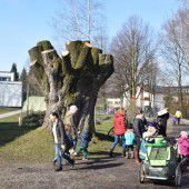 Baumkrone von Naturdenkmal radikal gestutzt
