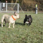 Giftköder und Hundehaufen