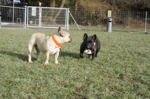 Hündin Sheila (r.) würgte an einem Fleischbällchen mit Reißnägeln.